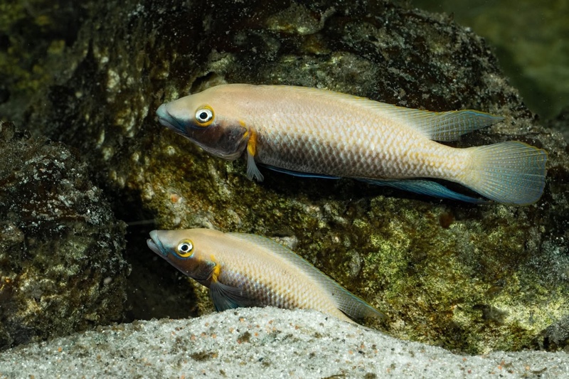 Neolamprologus nigriventris 'Kiku'